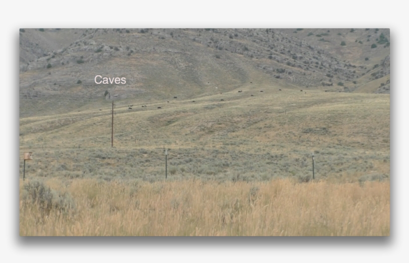 Stock Were Settled Here Yesterday Morning-and Left - Grassland, transparent png download