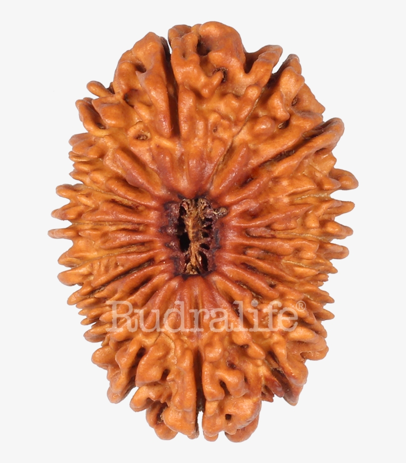 Nineteen Mukhi - Artificial Flower, transparent png download