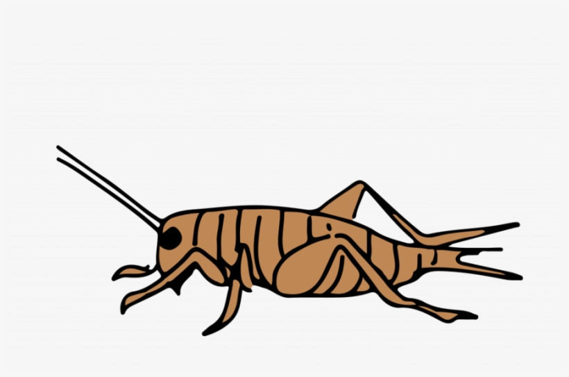 Cricket - Information, transparent png download