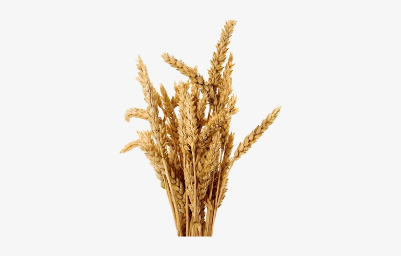Food - Barley Png No Background, transparent png download