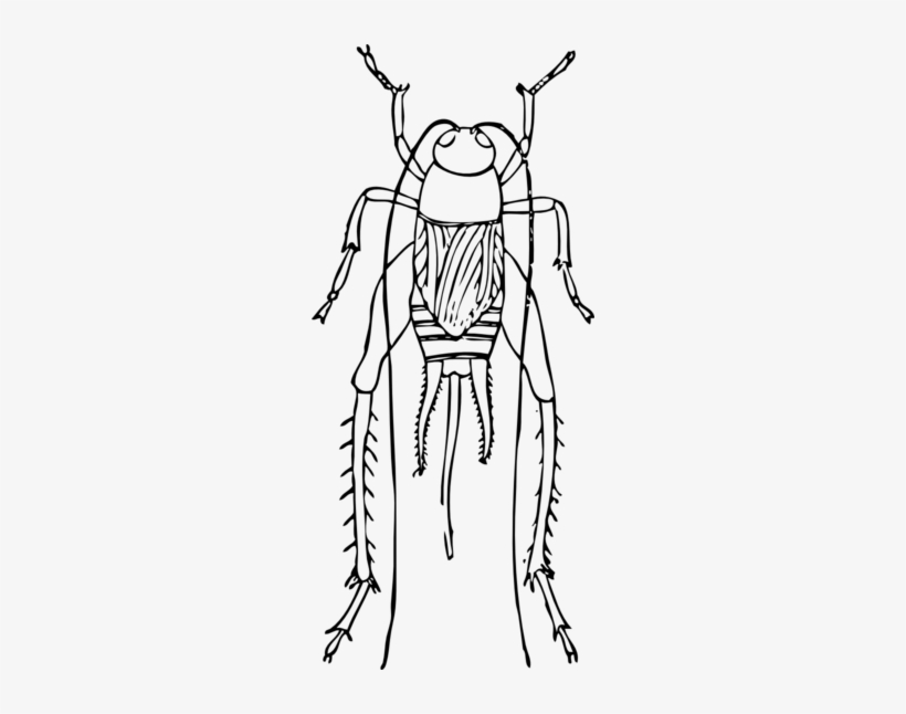 Cricket - Cricket Outline, transparent png download