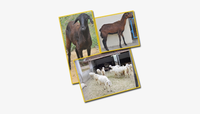 Feeding Lactating Does - Lactation, transparent png download