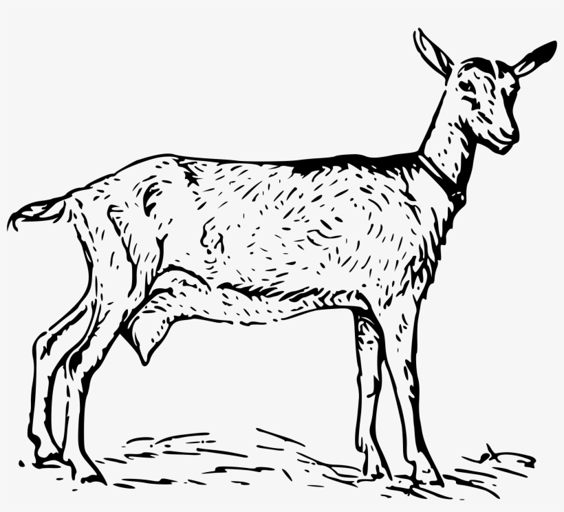 New Images 2018 Goat Clipart Black And White Photos - Nanny Goat Clipart Black And White, transparent png download