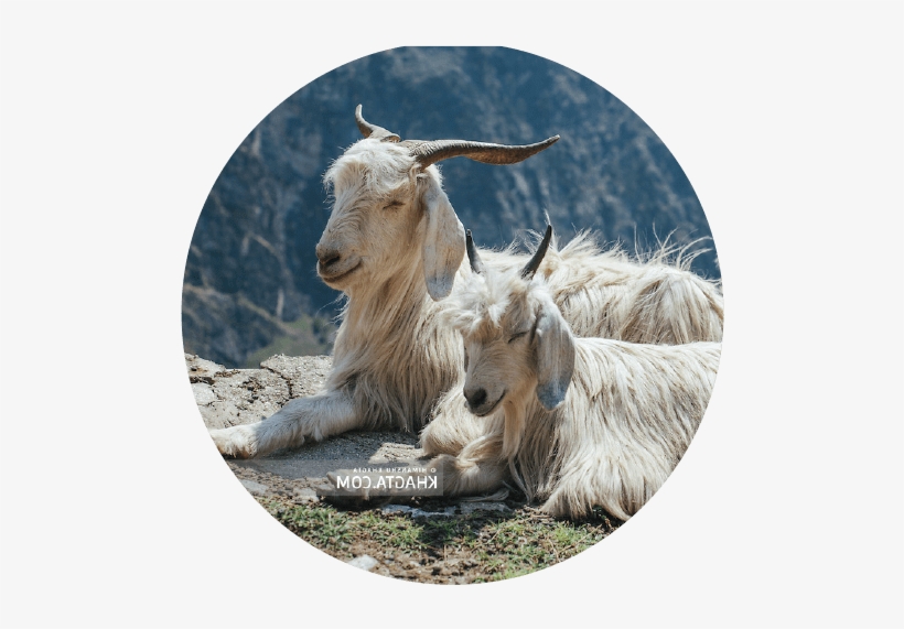 The Cashmere Goat - Natura & Co, transparent png download
