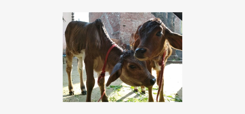 Zebu, transparent png download