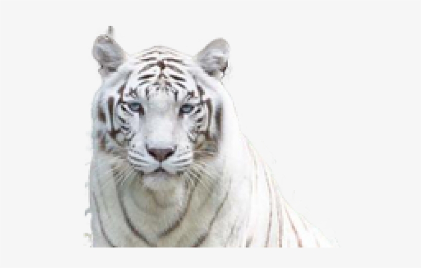 Singapore Zoo, transparent png download