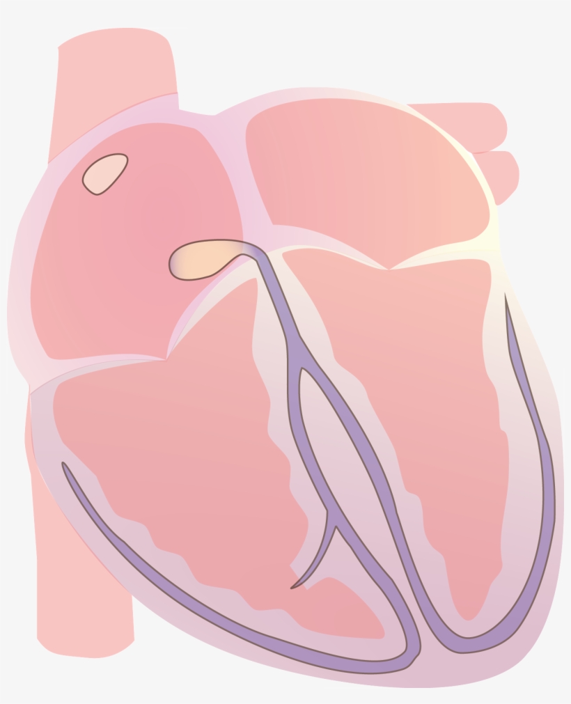 Heart Vector Electrical T Wave - Wikimedia Commons, transparent png download