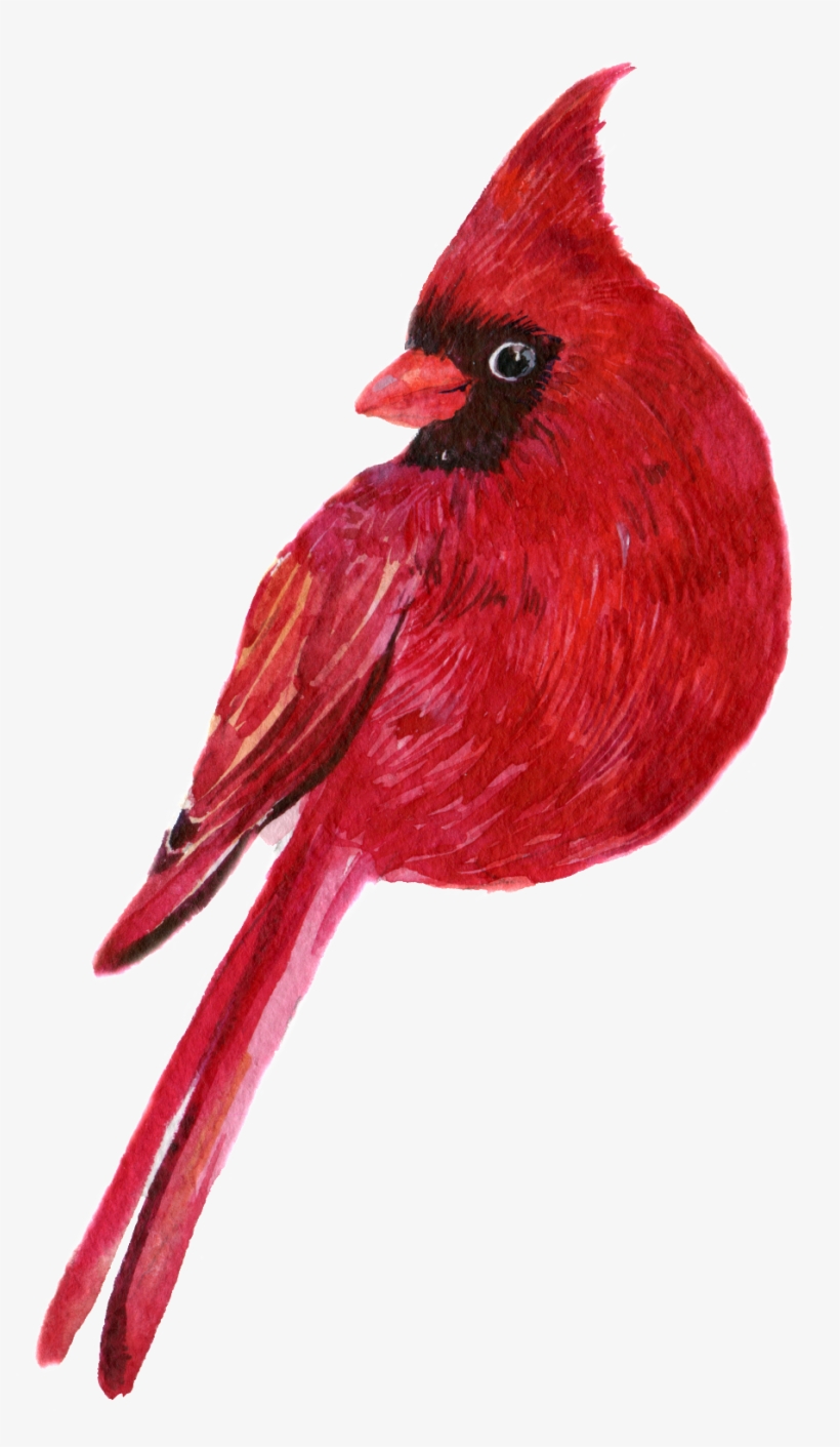 Hand Painted A Clever Parrot Png Transparent - Drawing, transparent png download