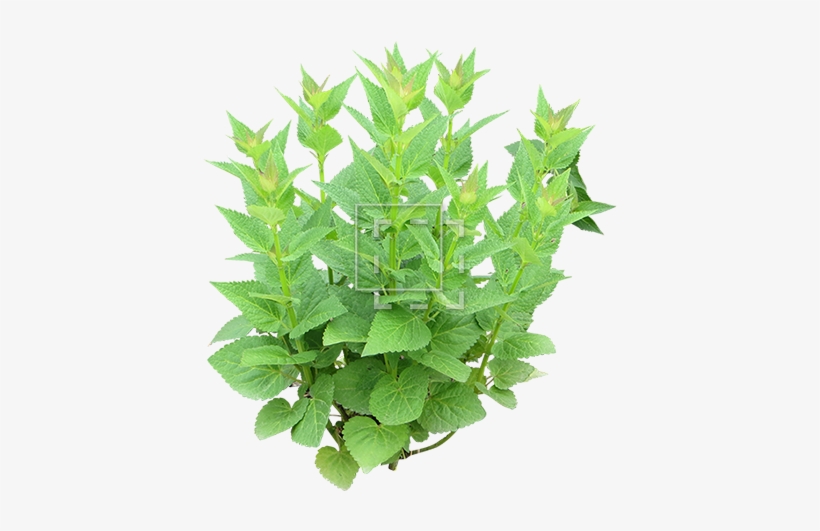 Parent Category - Herb, transparent png download