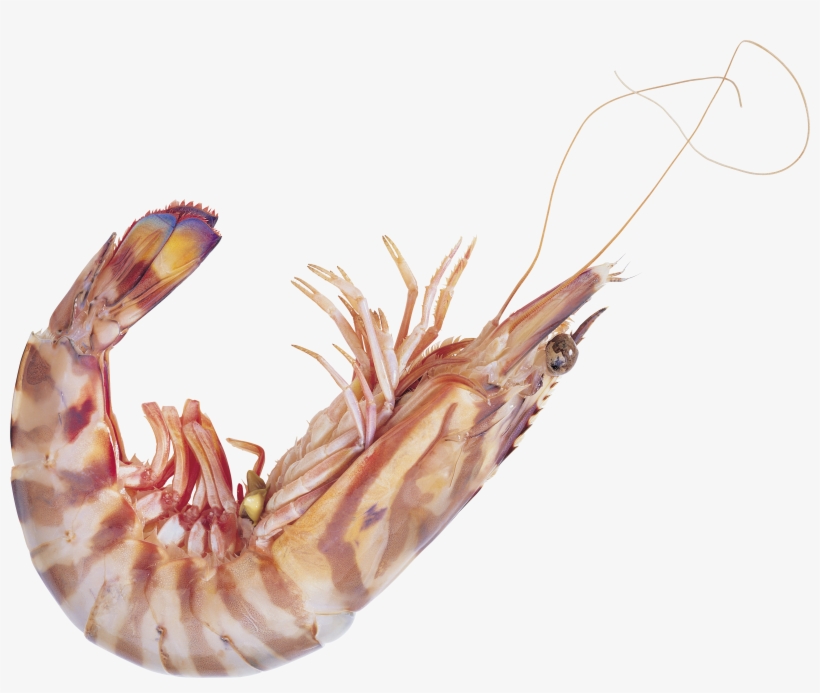 Shrimp Png - 虾, transparent png download