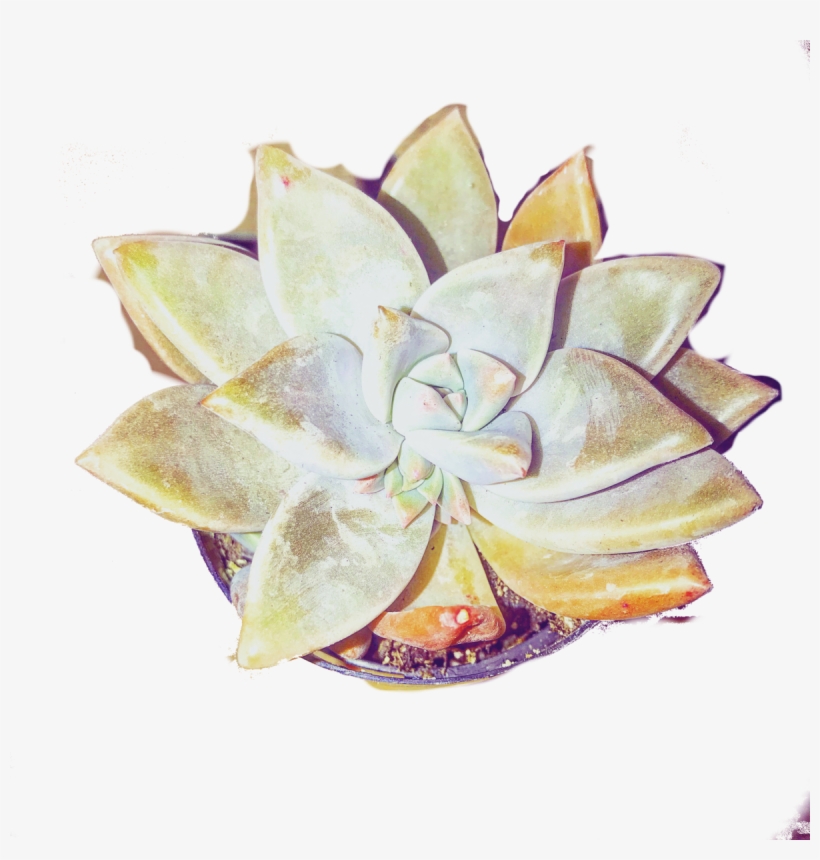 Ghost-plant, transparent png download