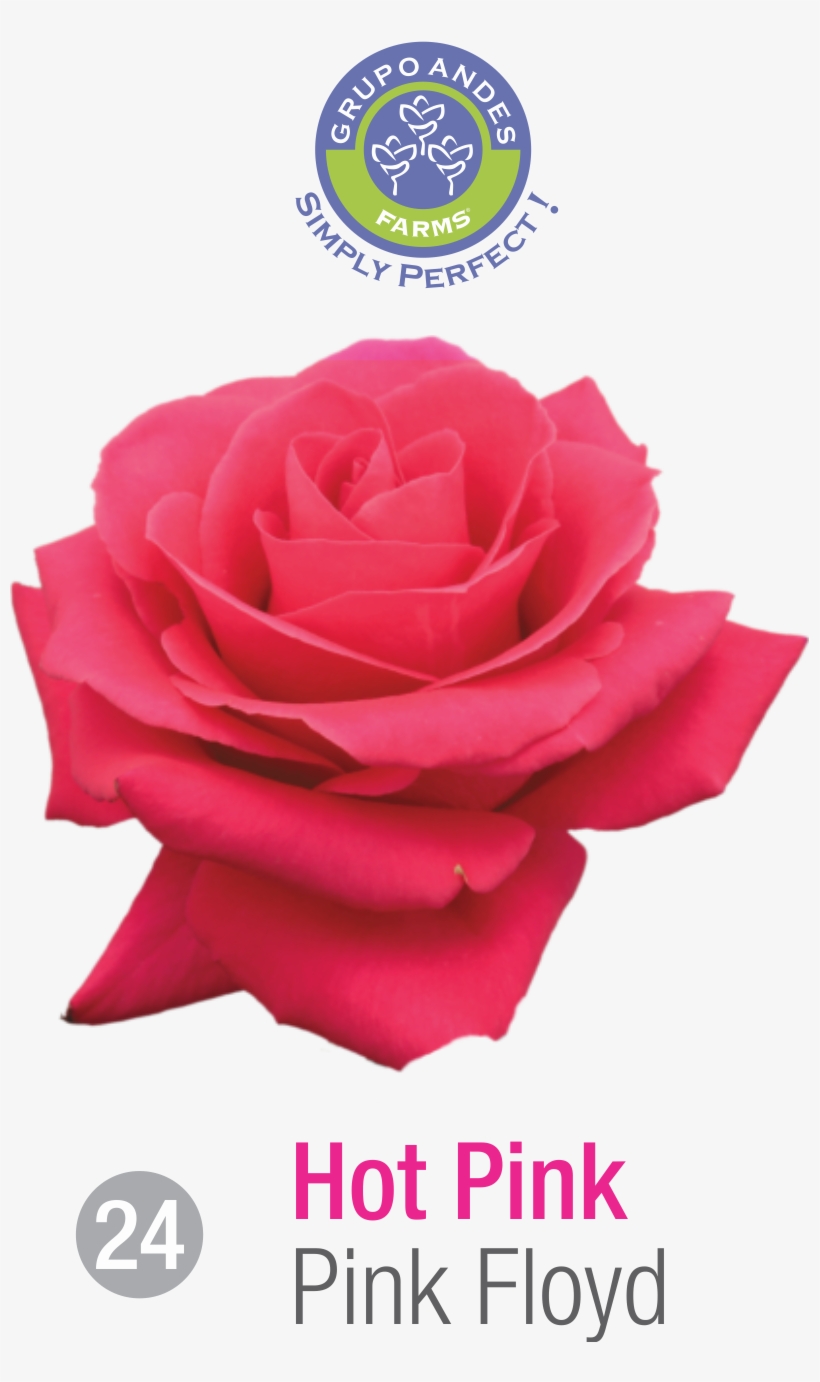 Rosa Variedad Pink Floyd - Garden Roses, transparent png download