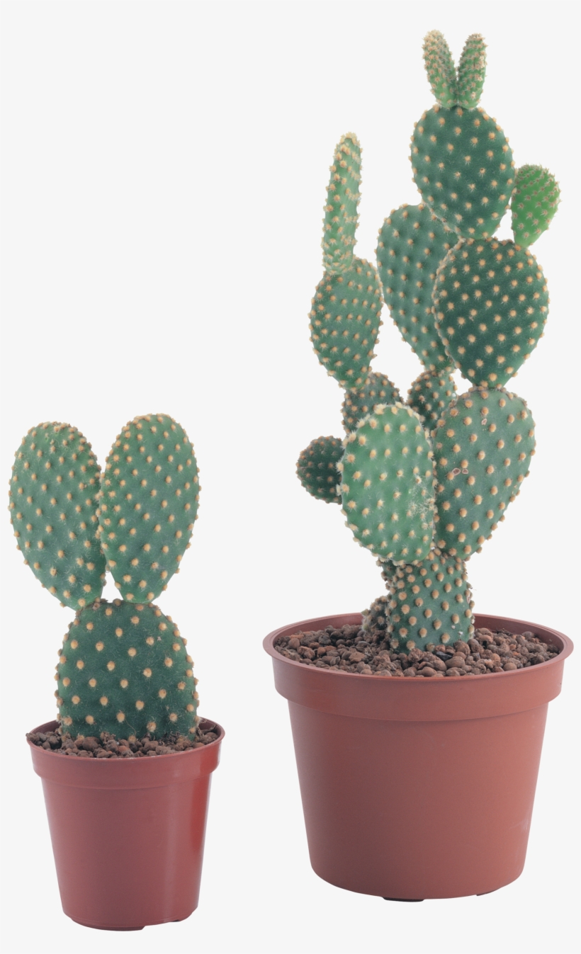 Png Image - Nopal Maceta Png, transparent png download