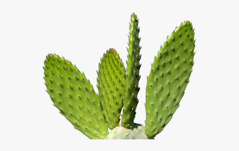 Cactus Png, transparent png download