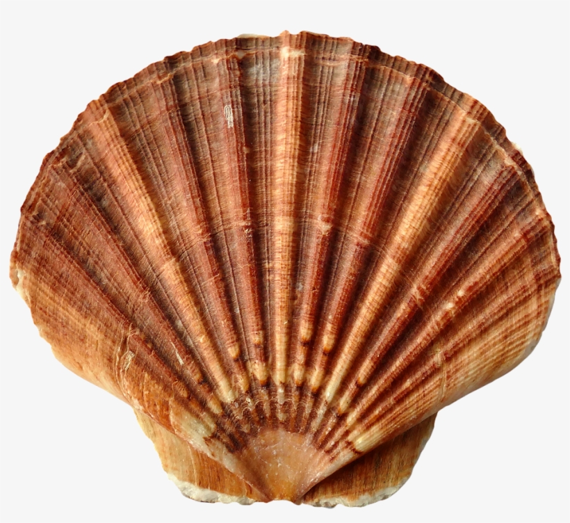 Sea Shell Clam Ocean Sea Shells Beach Sand - Monogrammed Black And Tan Seashell Tote Bag, Adult, transparent png download
