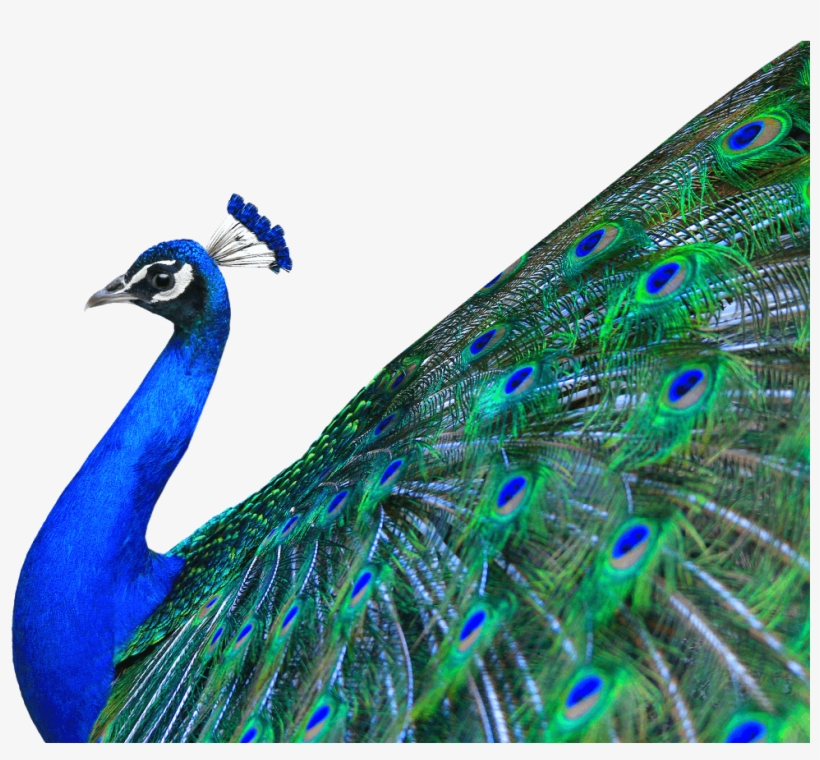 Go To Image - Peacock Png, transparent png download