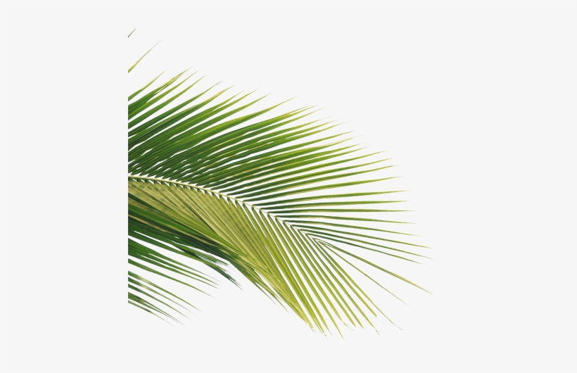 Decoration - Summer Png, transparent png download