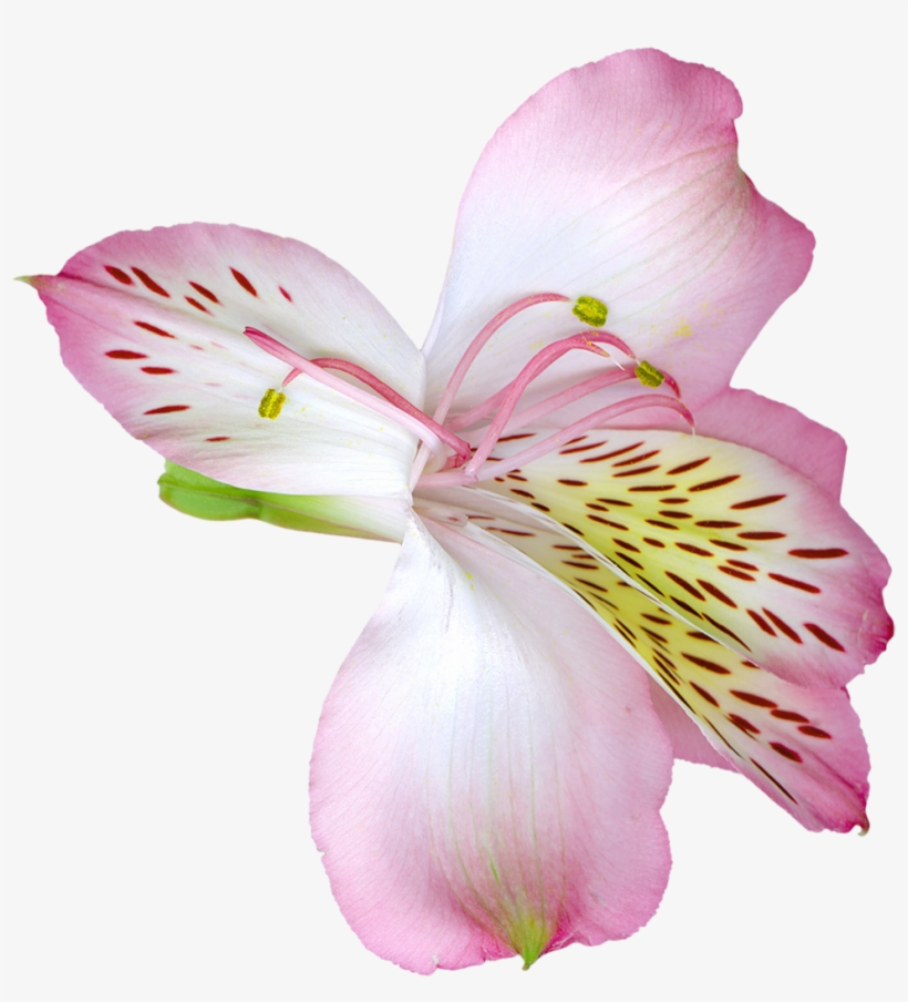 Transparent Lily, transparent png download