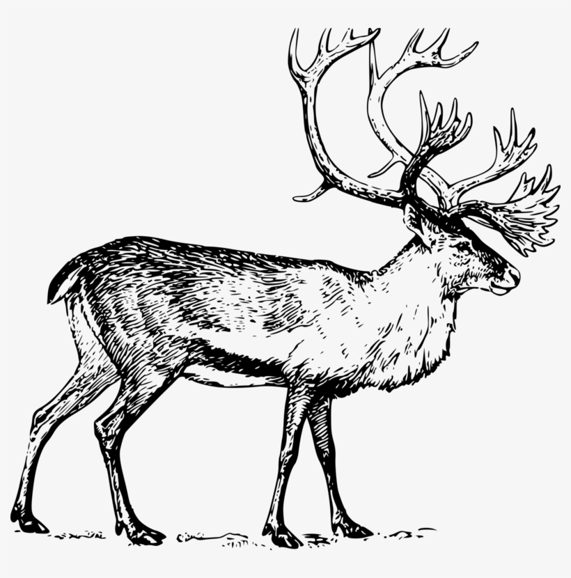 Deer Drawing Line Art Boreal Woodland Caribou Migratory - Caribou Drawing, transparent png download