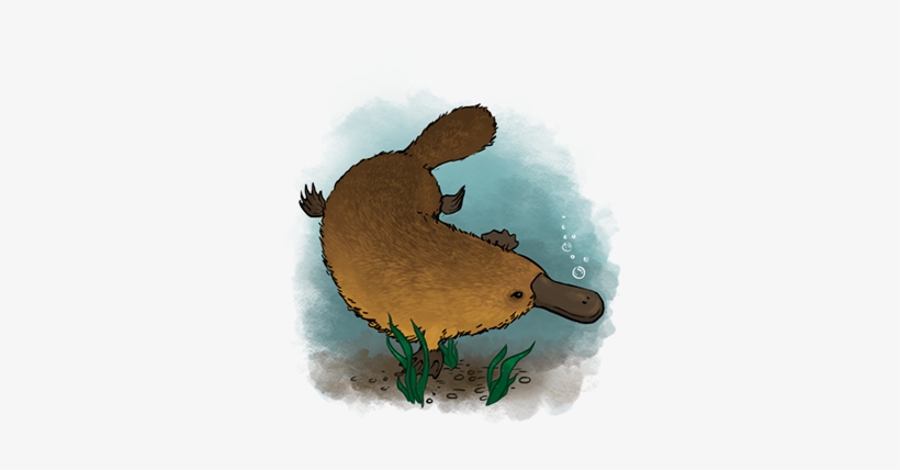 Platypus, transparent png download