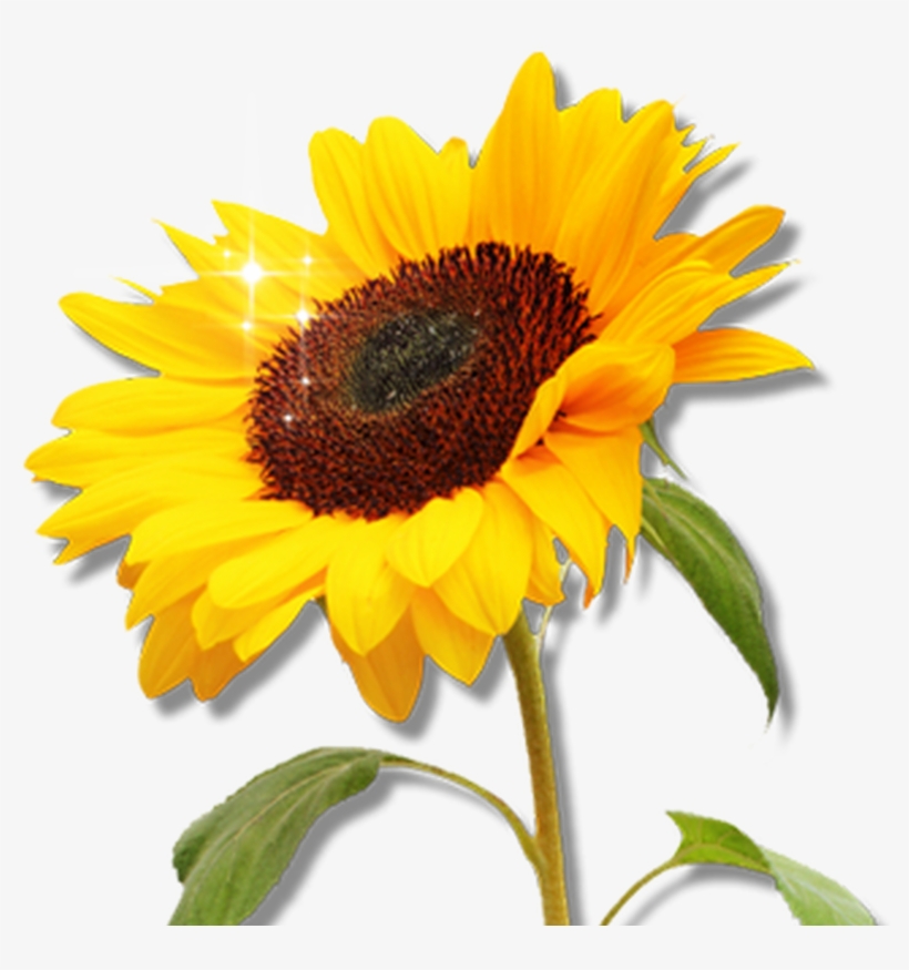 Free Sunflower Garden Clipart Image 8566, Sunflower - Clip Art, transparent png download
