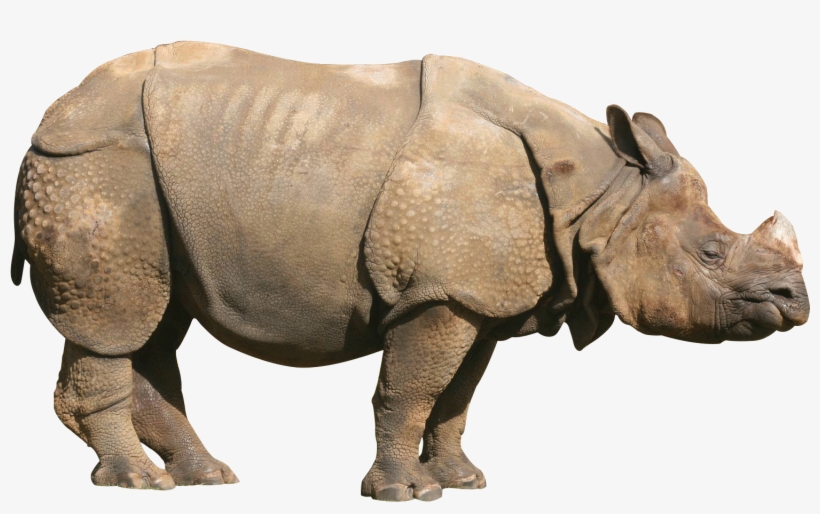 Graphic Black And White Download Image Indian Rhinoceros - One Horned Rhinoceros Png, transparent png download