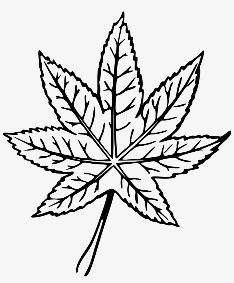 5 Hand Drawn Leaf Png Image Transparent - Plant Drawing Transparent, transparent png download