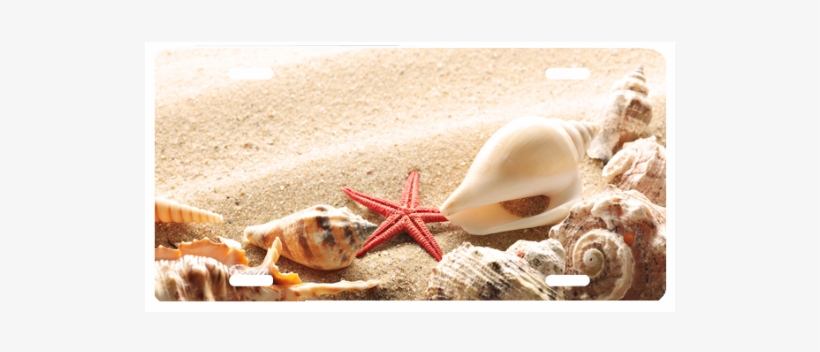 Seashells - Κοχυλια Παραλια, transparent png download