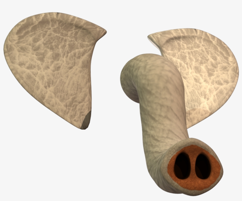Shield, transparent png download