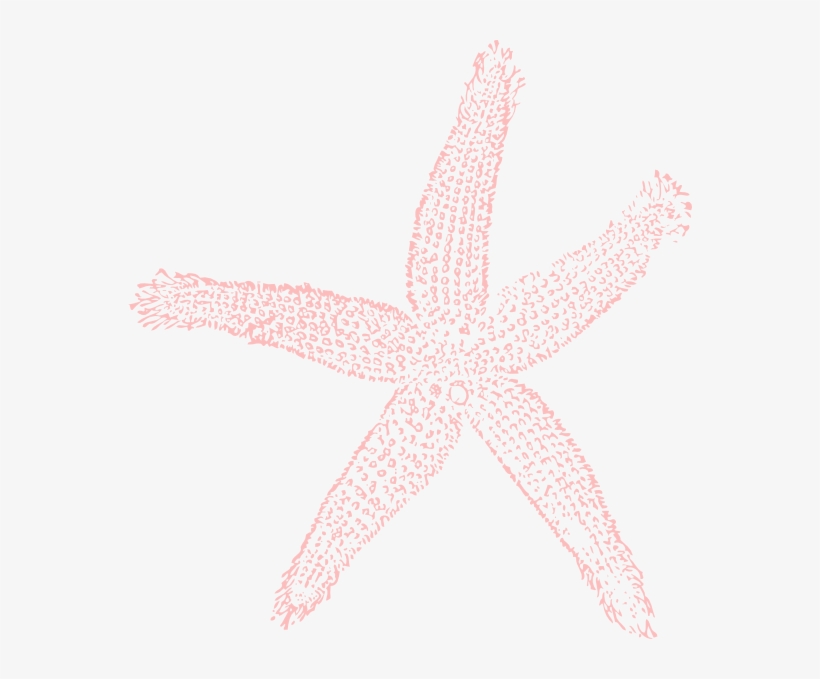 Starfish Transparent Background Clipart - Fish Clip Art, transparent png download