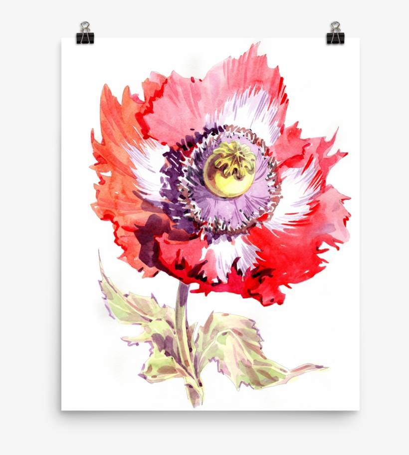 Bright And Floral Poppy Watercolour Matte Poster - Watercolor Painting, transparent png download
