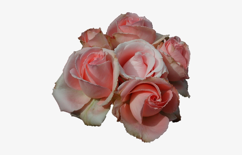 Pink Roses Copyright, Justourpictures - Transparent Pink Rose, transparent png download