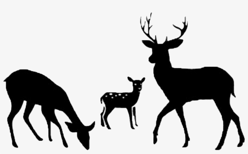 Deer Probiotics & Microbes - Fallow Deer Silhouette, transparent png download