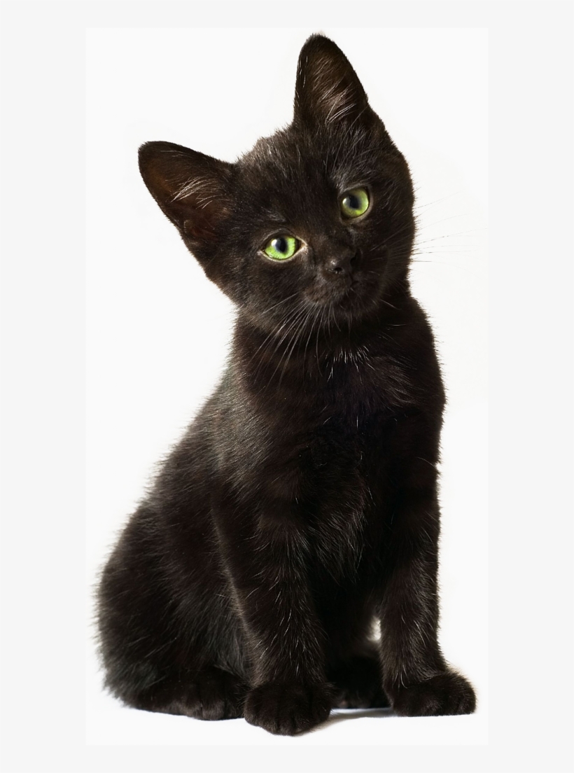 Svg Free Library Png For Free Download On Mbtskoudsalg - Black Kitten Transparent, transparent png download
