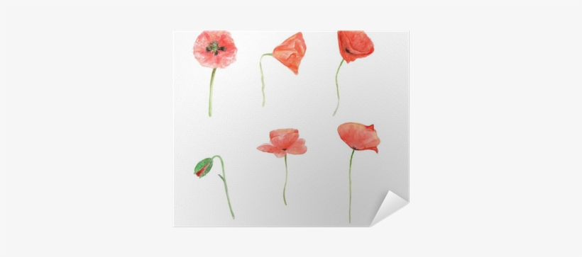 Red Poppy, Watercolor Flower Collection, Floral Hand - Papavero Acquerello, transparent png download