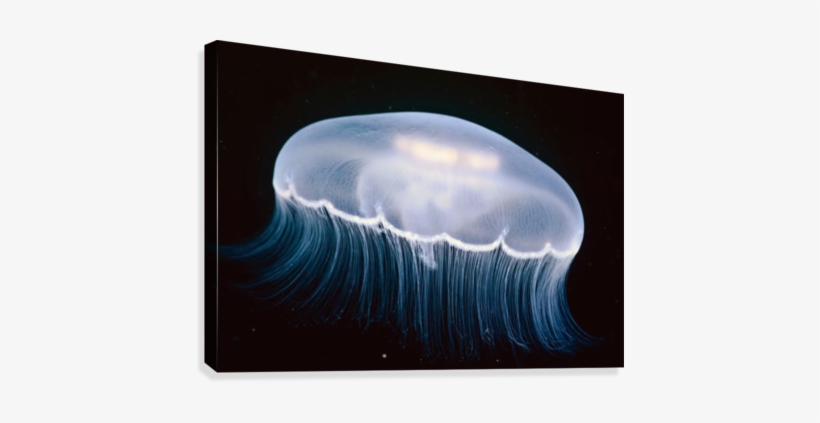 Underwater View Of A Moon Jellyfish, British Columbia, - Moon Jellyfish Canada, transparent png download