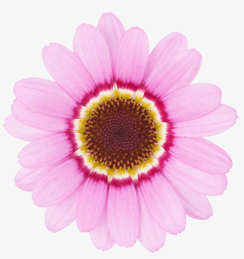 Click - Grandaisy Bakery, transparent png download