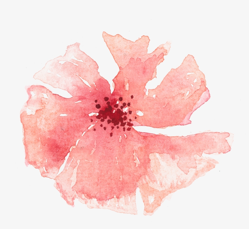 Of A Friends Wedding In The Summer Of - Chinese Hibiscus, transparent png download