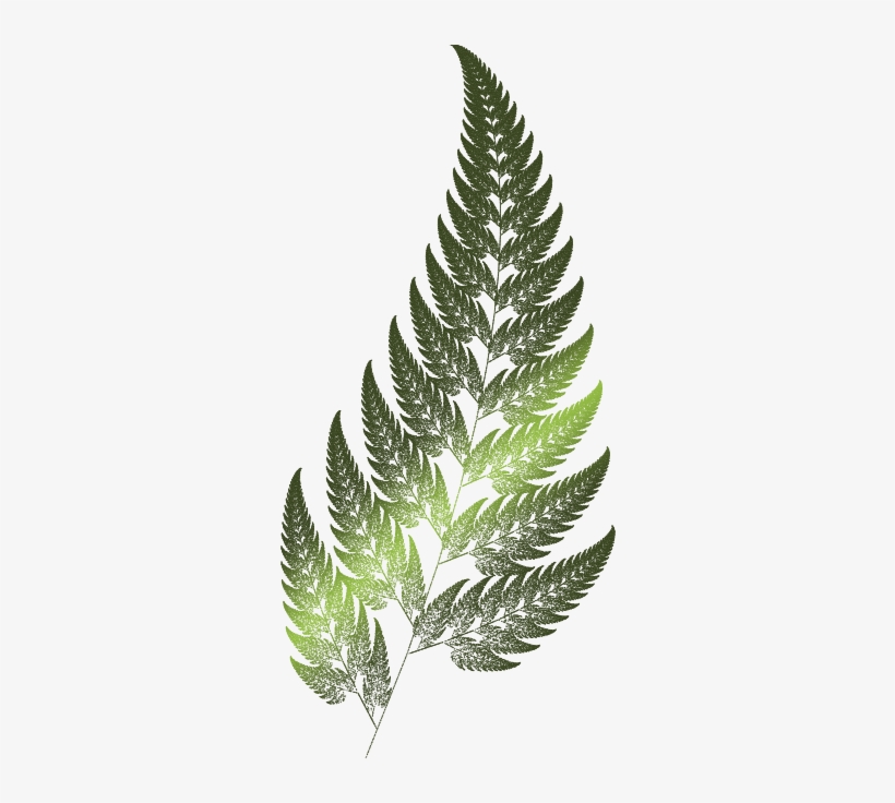 The Fern Is One Of The Basic Examples Of Fractals - Black Fern, transparent png download