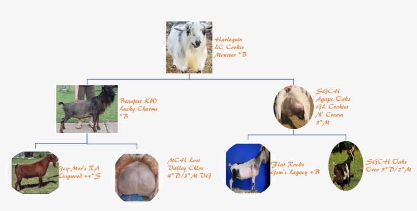 Sheep, transparent png download