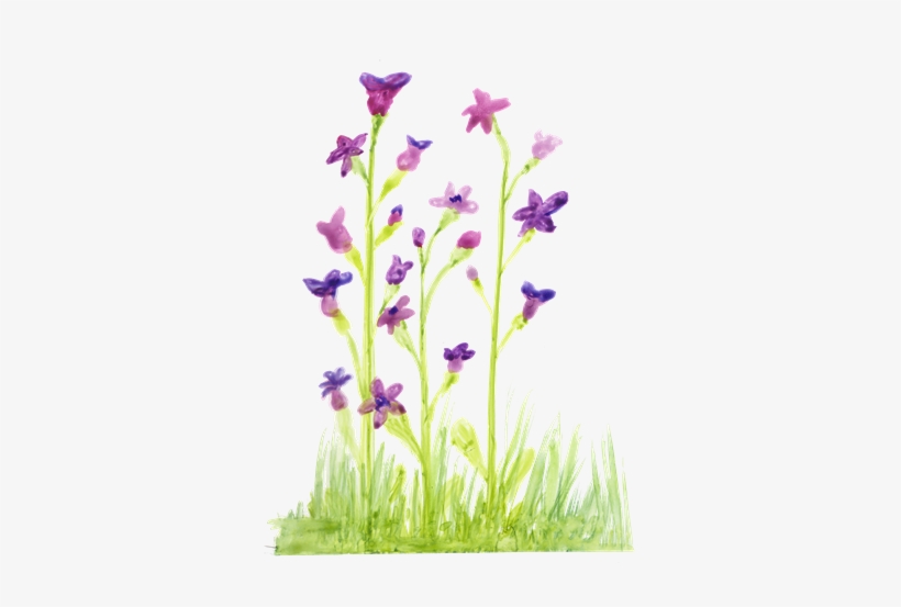 Iris, transparent png download