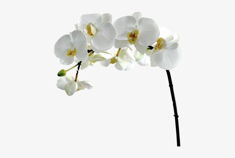 White Flower Png - Amaranthine Blooms, transparent png download