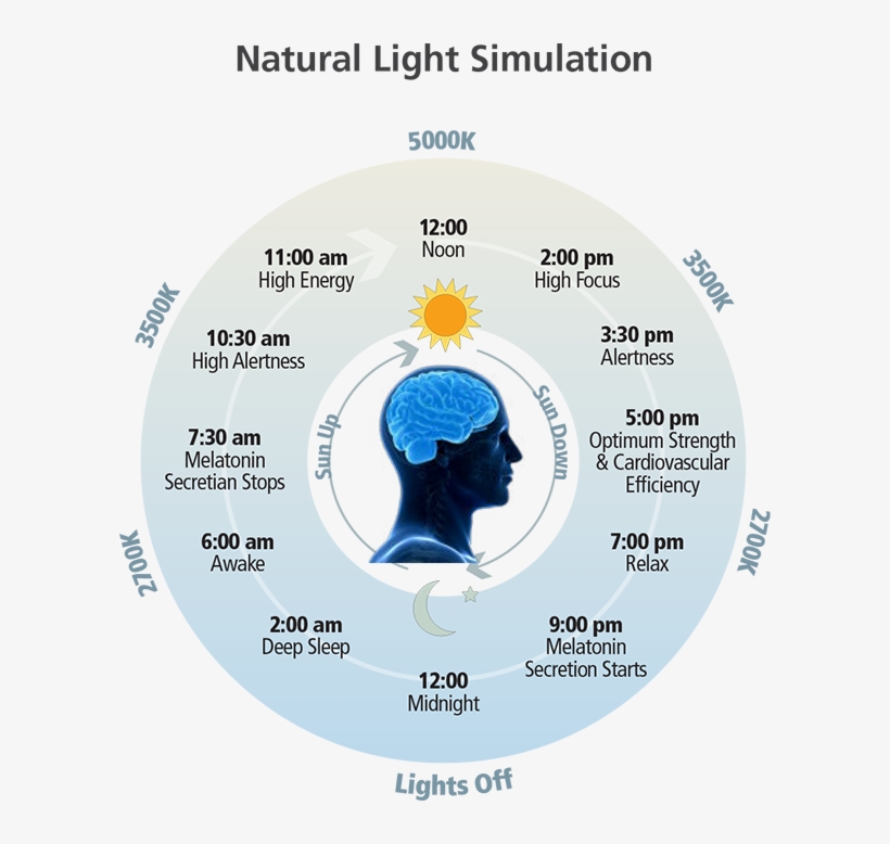 Natural Light Simulation Chart - Natural Light, transparent png download