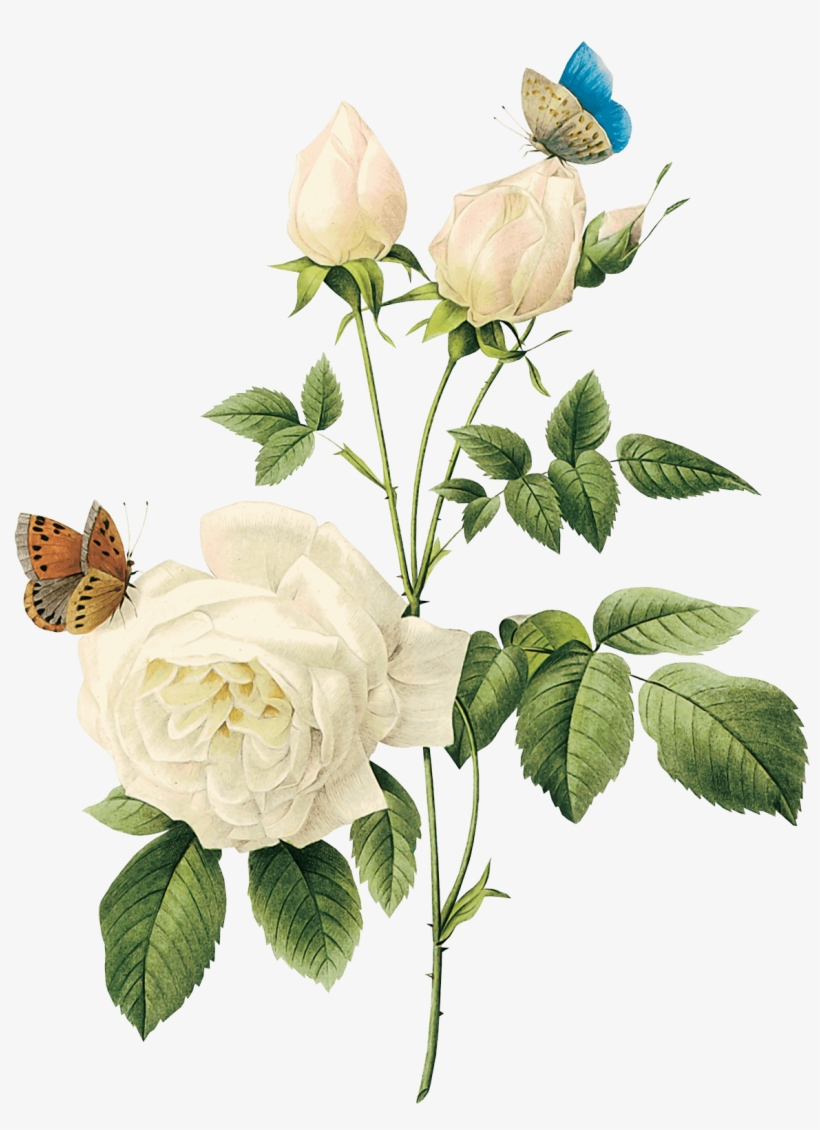 Aren't Women Allowed To Practice Self Love - White Vintage Flowers Png, transparent png download
