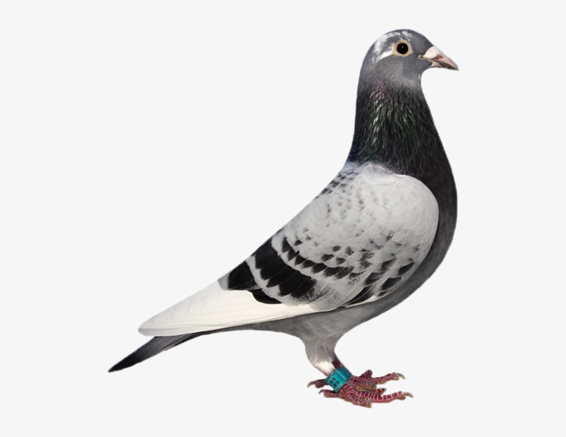 This Beautiful Checker Pied Hen Gb10l40803 Was Bred - Rock Dove, transparent png download