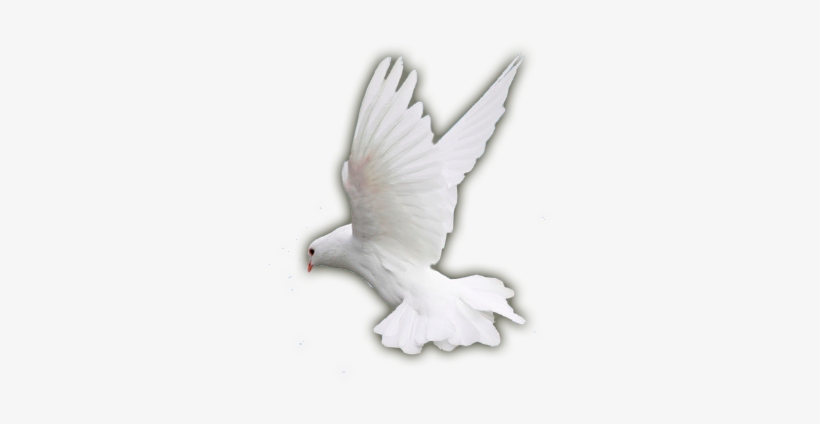 The Countries Of The World Had Paid A Heavy Price During - Stock Dove, transparent png download