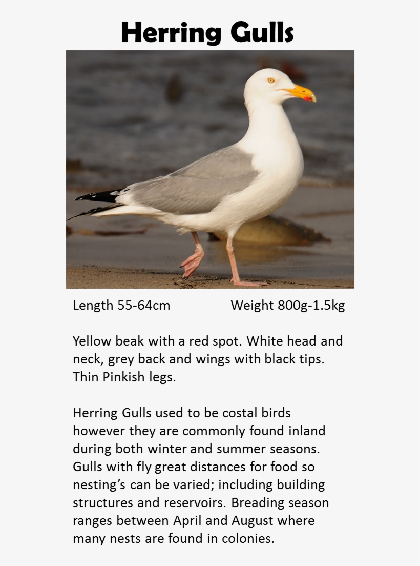 Pigeon - Western Gull, transparent png download
