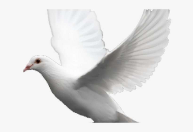 Pigeon Png Transparent Images - White Pigeon Flying Png, transparent png download