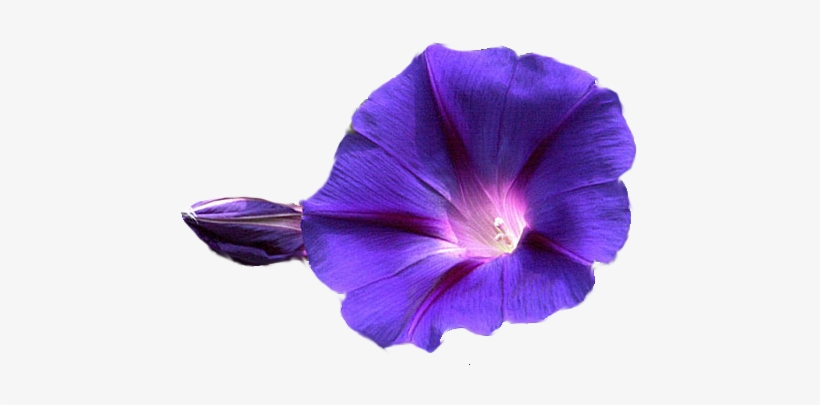 Download Png Image Report - Morning Glory Transparent Background, transparent png download