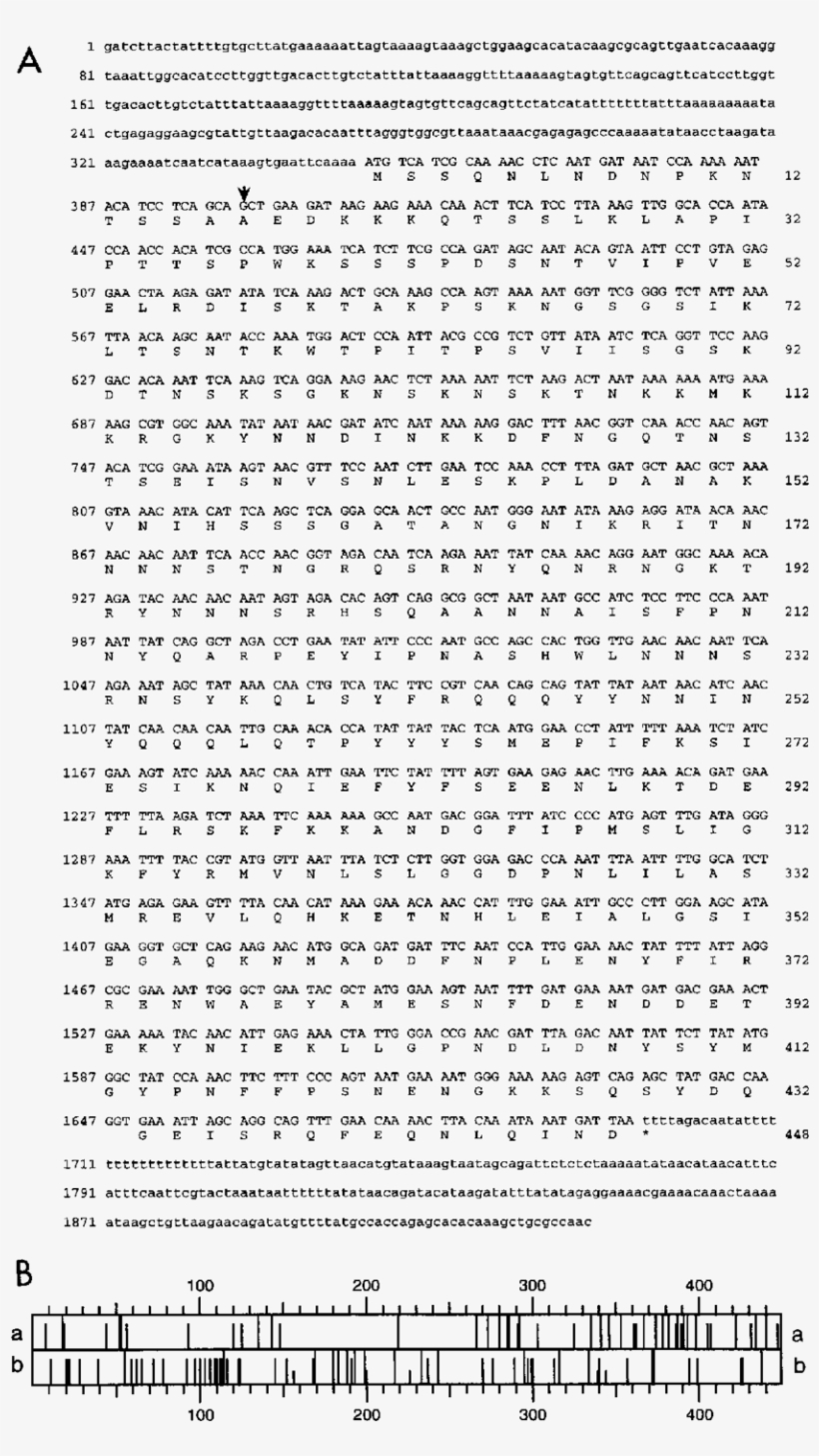 A) Nucleotide Sequence Of Slf1 And Deduced Amino Acid - Sequence, transparent png download